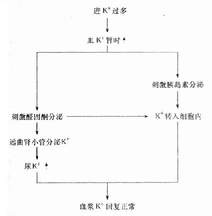 血浆K=含量的调节