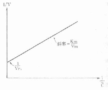 双倒数法求算非线性动力学消除的Vm和Km示意图