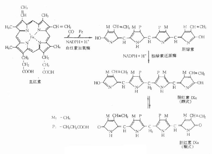 胆红素生成过程