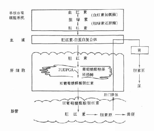 胆色素代谢概况