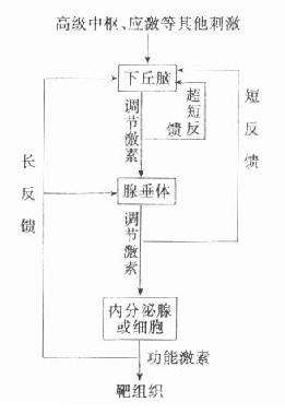 激素分泌的下丘脑-垂体-内分泌腺（细胞）调节轴示意图