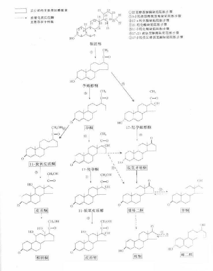 类固醇激素生物合成的途径