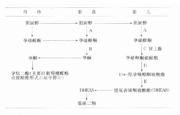 胎儿-胎盘复合体孕酮合成途径