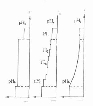 pH梯度形成示意图
