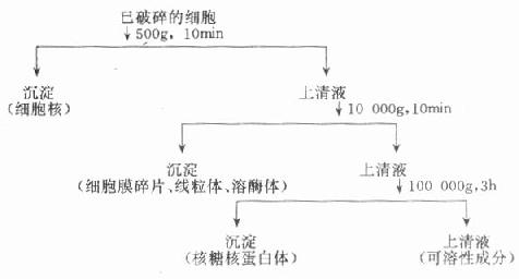 差速离心法分离已破碎的细胞各组份