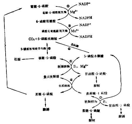 已糖-磷酸通路 