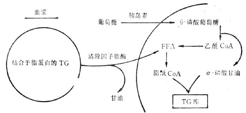  脂肪组织中储脂途径示意图