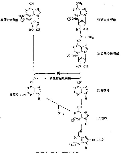 嘌呤核苷酸的分解 