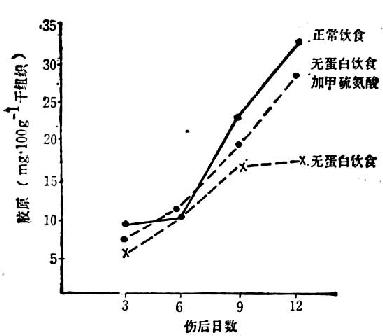  伤口愈合与蛋白质的关系