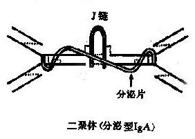 免疫球蛋白多聚体结构