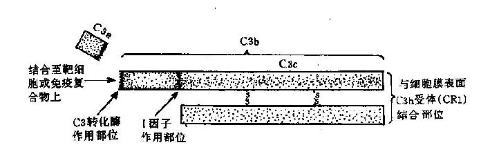 C3分子及其裂解产物示意图