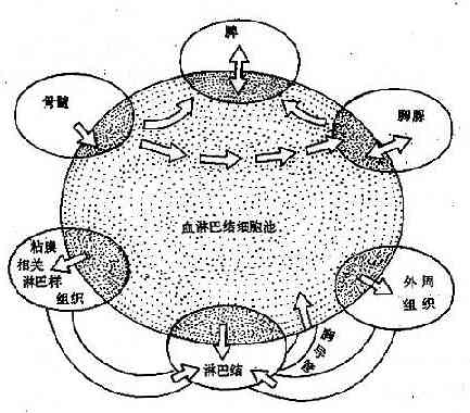 体内淋巴细胞迁移路线示意图