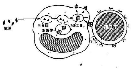 抗原递呈示意图