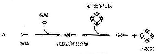 间接凝集抑制反应原理示意图