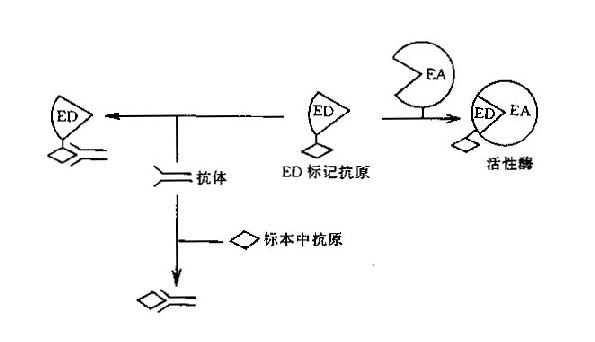 CEDIA原理示意图