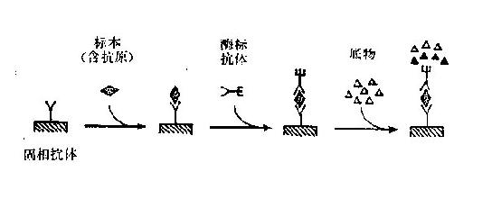 双抗体夹心法测抗原示意图