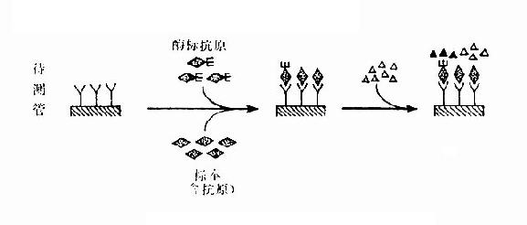 竞争法测抗原示意图