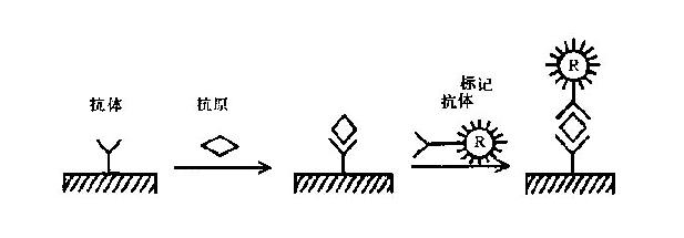 双位点IRMA原理示意图