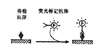 直接免疫荧光法原理示意图