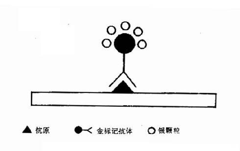 免疫金银染色原理示意图