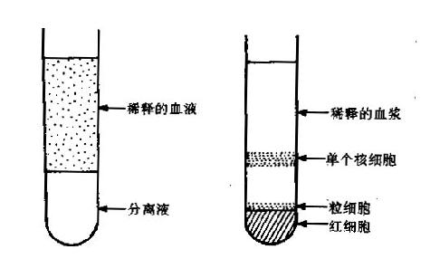 Ficoll分层液离心后外周血细胞示意图