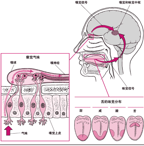 感觉味道