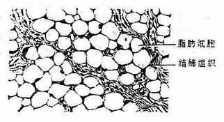 脂肪组织