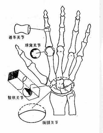 关节的类型