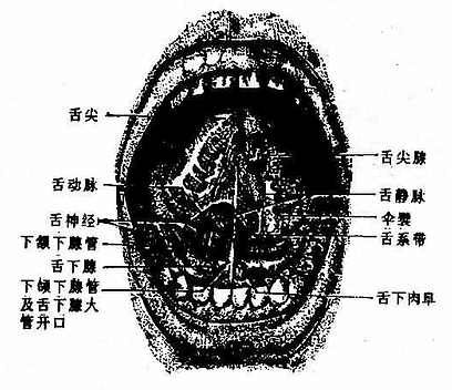 口腔底和舌下面