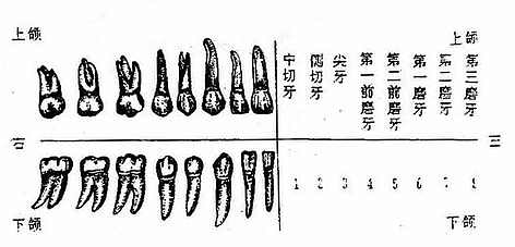 恒牙的形态、名称