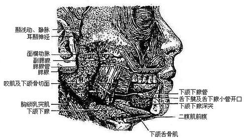 唾液腺（右）