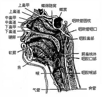 头正中矢状断面（右侧观）