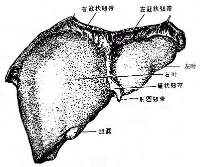 肝的上面