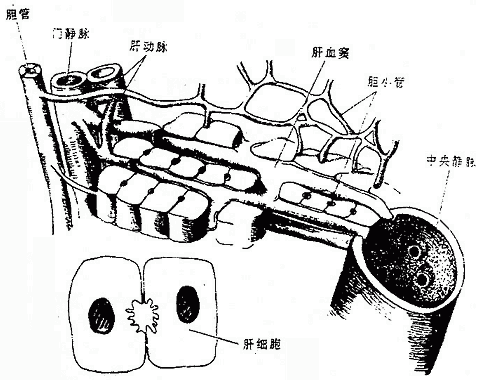 肝的结构