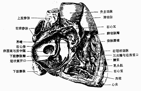 右心房与右心室（右面观）