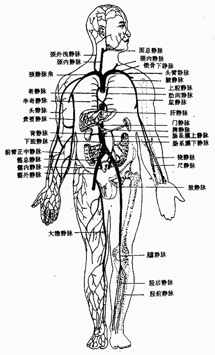 上、下腔静脉各体部的主要静脉