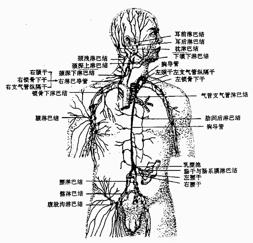 淋巴系统概观