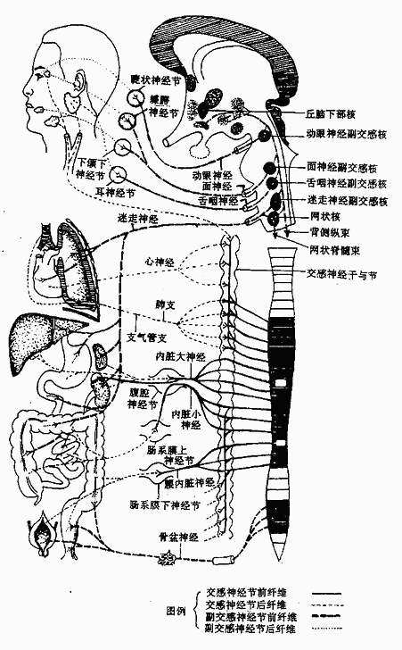 植物神经的分布