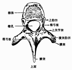 胸椎