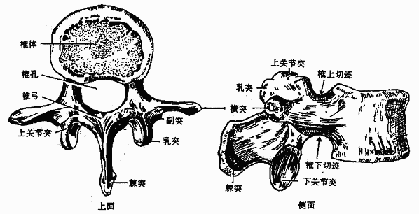 腰椎