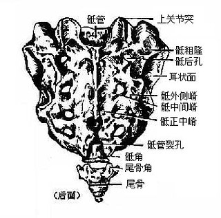 骶骨和尾骨