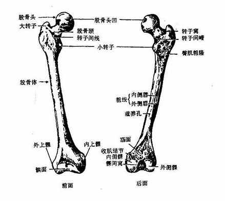 股骨