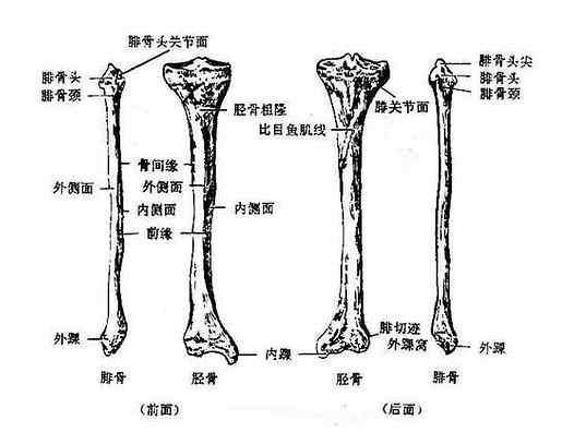 胫骨和腓骨