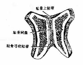 耻骨联合（冠状切面）