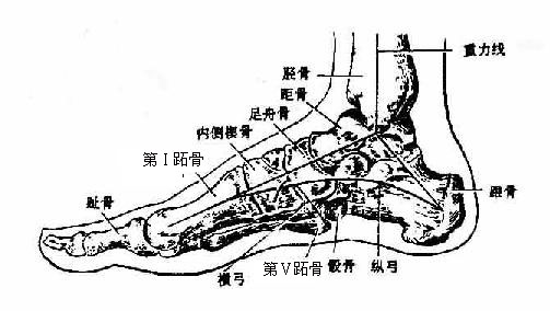 足弓