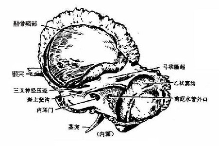 颞骨