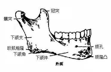 下颌骨