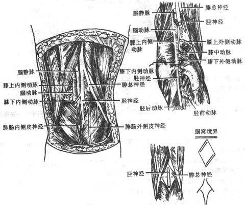 腘窝及其内容