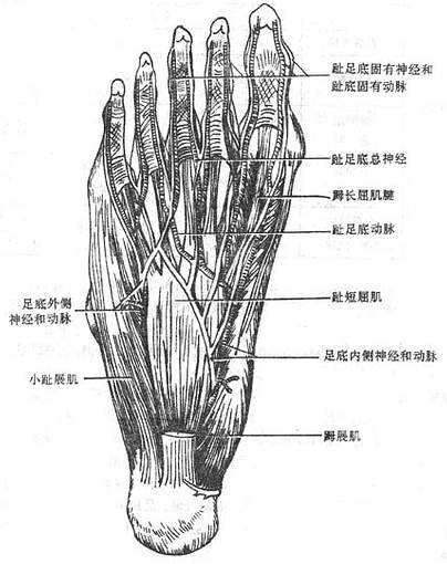 足底第一层肌及趾的神经