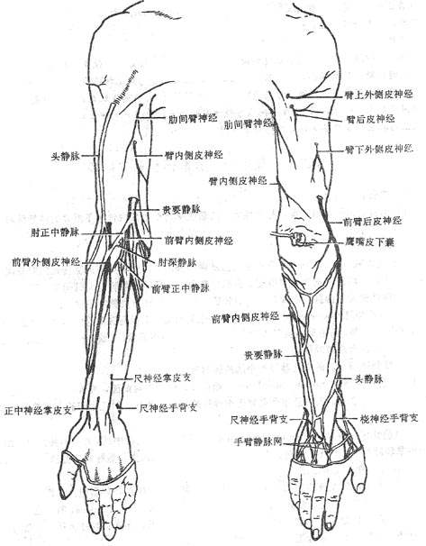 上肢浅静脉和皮神经